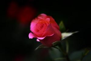 Imagen de La rosa roja letra